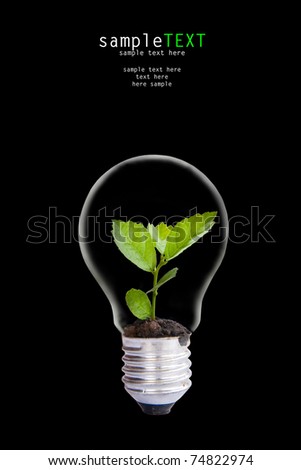 Green plant grow up throgh light bulb