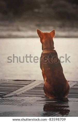 Lonely dog waiting for someone on the boat