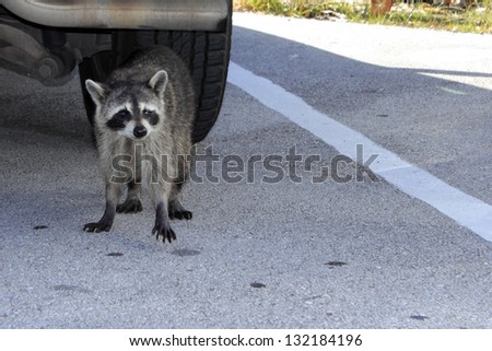 Wild raccoon with one paw raised off the ground in front of a parked car in Fort Lauderdale, Florida on a bright sunny day.