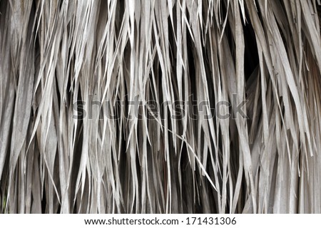 Close-up background of long, tan, brown palm frond leaves hanging from a palm tree in outside during the day in south Florida.