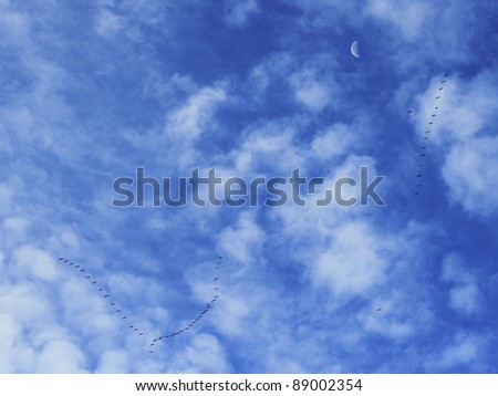 Two flocks of birds flying south for the winter high above in the bright blue morning sky with the moon and clouds.