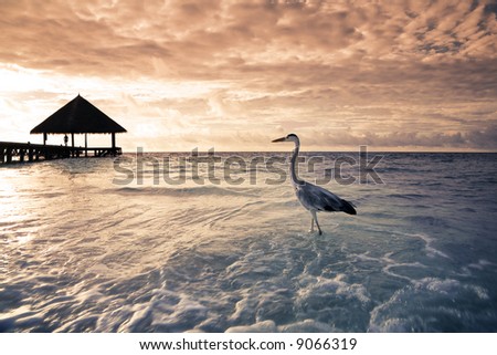 tropical beach: flamingo at the dawn. Dramatic sky