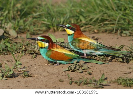 european bee-eaters on the ground