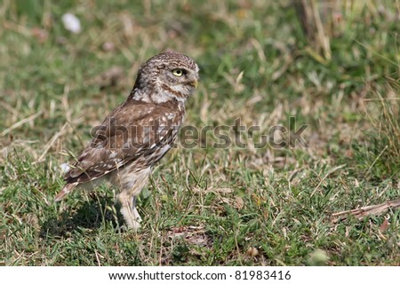Little Owl looking for bugs