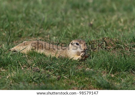 Beautiful european ground squirrel eating on the ground