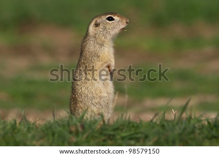 Beautiful european ground squirrel standing on the ground