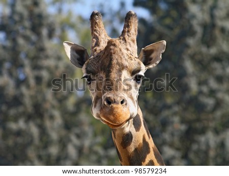 Portrait of a curious giraffe