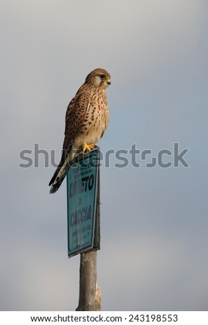 Common kestrel with no hunting message