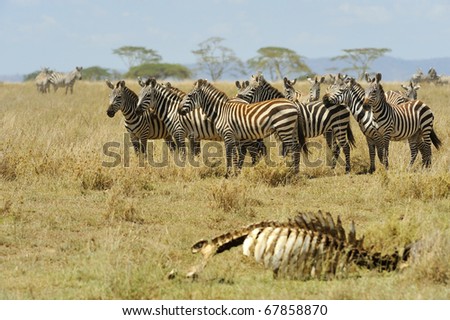 The circle of life - dead and alive zebras