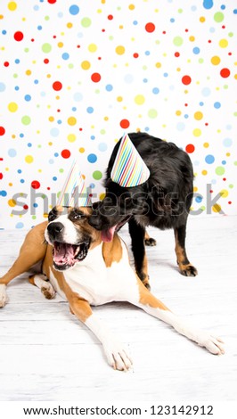 Black and Brown Dogs Wearing Striped Party Hats