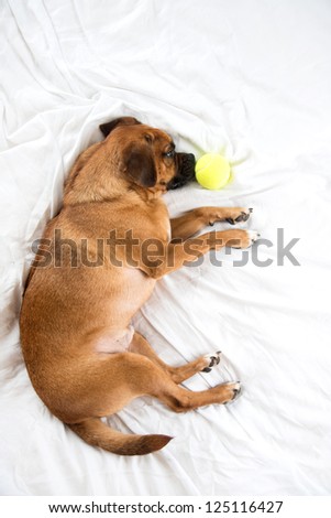 Cute Pug Mix on White Sheets Bed with Tennis Ball Toy
