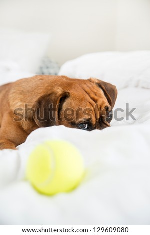 Dark Fawn Puggle Dog Laying on Owners Bed with Tennis Ball not Interested in Playing