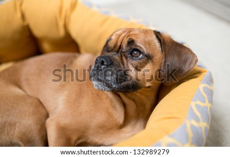 Dark Fawn Puggle Dog Laying in Round Bed Looking Up