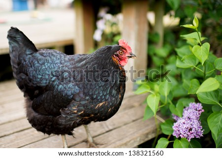 Black Chicken Jersey Giant Relaxing on Wooden Deck