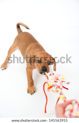 Small Puppy Pulling on Colorful Rope Toy