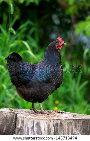 Free Range Black Chicken Jersey Giant Standing on Stump in Lush Grass Looking for Insects to Eat