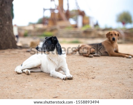 Shutterstock Puzzlepix