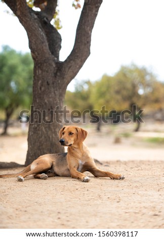 Shutterstock Puzzlepix