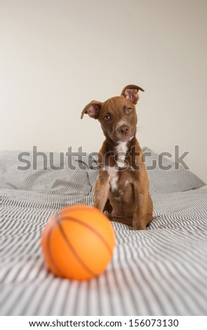 Very Young Pit Bull mix Puppy Playing on Bed with Rubber Basketball Toy