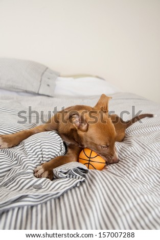 Very Young Pit Bull mix Puppy Playing on Bed with Rubber Basketball Toy