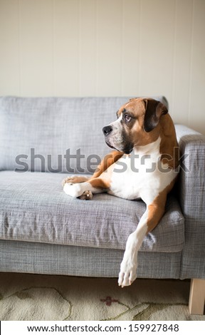 Boxer Mix Dog Laying on Gray Sofa at Home Looking in Window