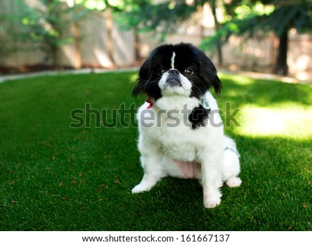 Black and White Pekingese Dog Sitting Outside On Artificial Turf Grass Waiting for Treats