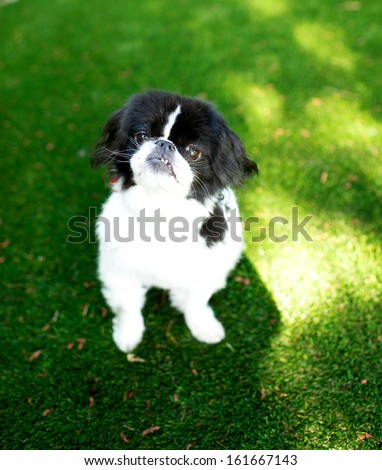 Black and White Pekingese Dog Sitting Outside On Artificial Turf Grass Waiting for Treats