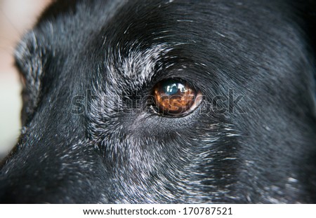 Closeup of Old Black Dog\'s Face with Gray Muzzle and Brown Eye Relaxing at Home