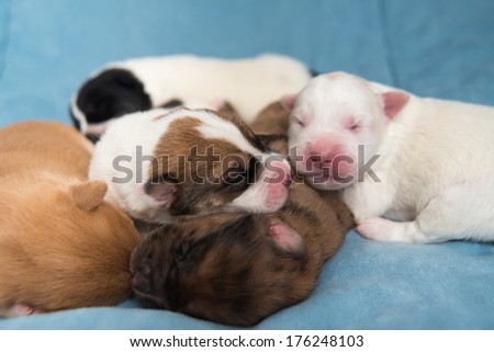 Week Old Puppies Sleeping in Pile on Blue Bed