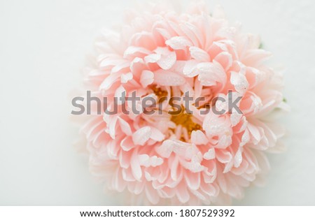 Similar – Foto Bild Rosa Aster in Großaufnahme