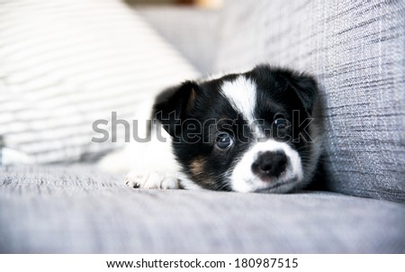 Tiny White and Black Cute Puppy on Sofa at Home