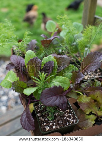 Closeup of New Edible Plant Starters Ready to be put into Raised Beds