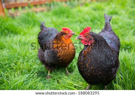 Two Black Chickens Grazing on Fresh Green Grass in Backyard