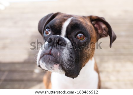 Adorable Brindle Boxer Dog Outside on Wooden Deck During Warm Sunny Weather