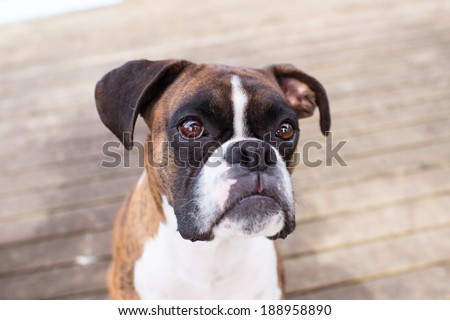 Adorable Brindle Boxer Dog Outside Looking up while sitting on  Wooden Deck During Warm Sunny Weather