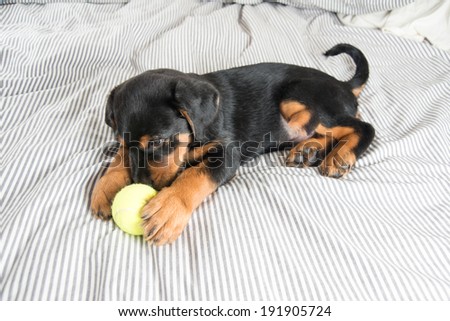 Cute Rottweiler Mix Puppy Playing on Striped White and Gray Sheets on Human Bed Surrounded by Tennis Balls