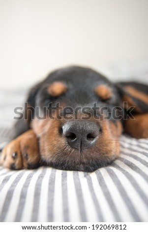 Cute Rottweiler Mix Puppy Sleeping on Striped White and Gray Sheets on Human Bed Looking at Camera
