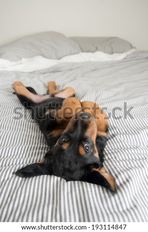 Cute Rottweiler Mix Puppy Sleeping on Its Back on Striped White and Gray Sheets on Human Bed