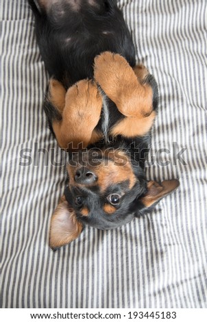 Cute Rottweiler Mix Puppy Sleeping on Its Back on Striped White and Gray Sheets on Human Bed