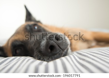 Beautiful Dark Fawn Belgian Shepherd Sleeping on Owner's Bed, Closeup of Black Nose