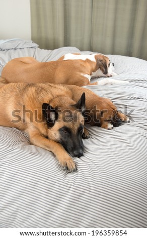 Three Fawn Colored Dogs Sleeping on Owner\'s Bed While No One Seeing