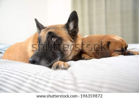 Three Fawn Colored Dogs Sleeping on Owner's Bed While No One Seeing