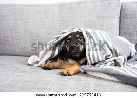 Adorable Doberman Mix Puppy Playing under Blanket on Gray Sofa at Home