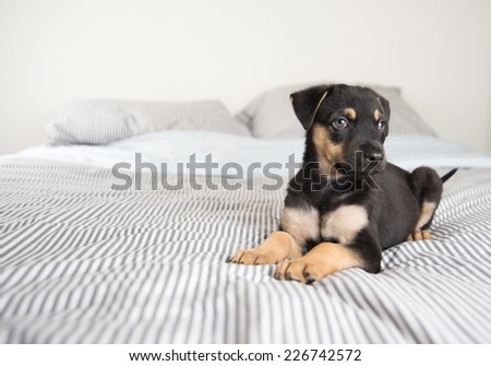 Cute Doberman Mix Puppy  on Striped White and Gray Sheets on Human Bed Looking at Camera