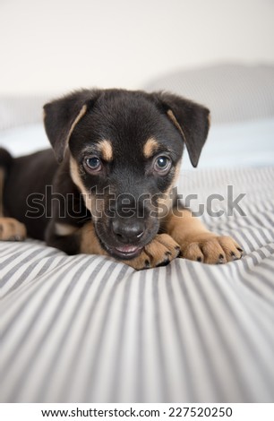 Cute Doberman Mix Puppy  on Striped White and Gray Sheets on Human Bed Looking at Camera