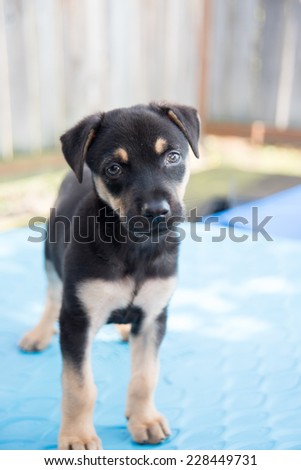 Small Doberman Mix Puppy Laying Down on Blue Plastic Pool Outside