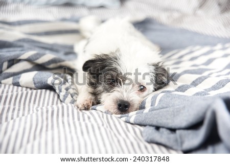 Black and White Terrier Mix Dog Relaxing on Owner's Bed