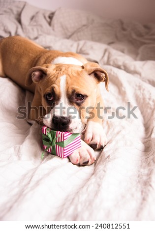 Light Fawn Colored Bulldog Mix Puppy on Gray Bed Playing with Gift Box