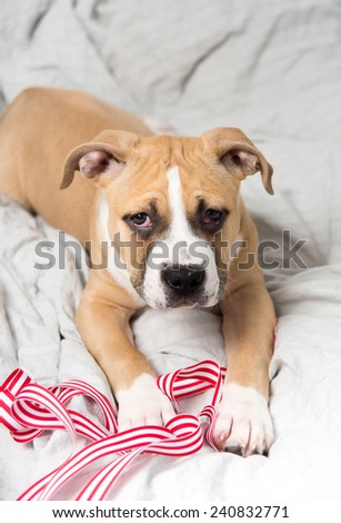 Light Fawn Colored Bulldog Mix Puppy on Gray Bed Playing with Red Ribbon