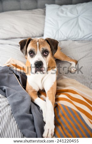 Boxer Mix Dog Laying on Owner\'s Bed Looking at Camera